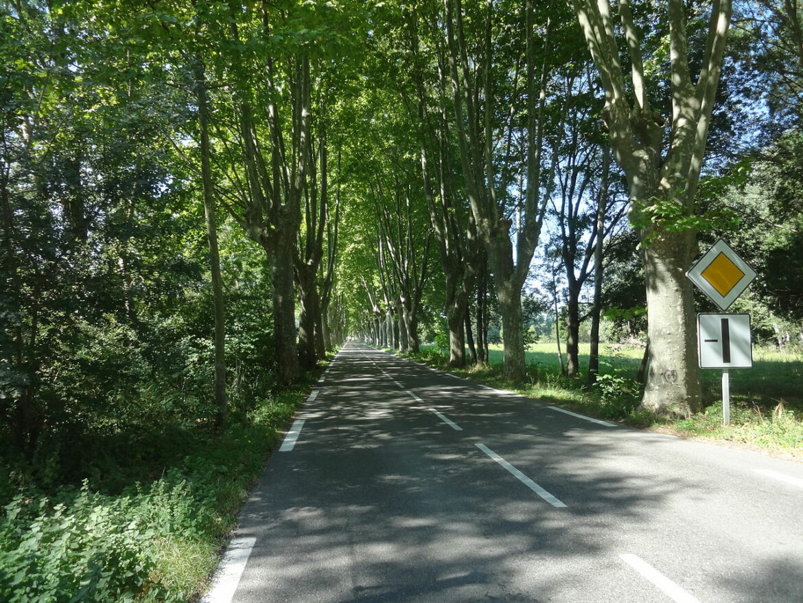 Pourquoi il y a des platanes au bord des routes ?