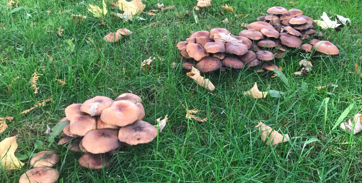 Pourquoi j'ai des champignons dans ma jardinière ?