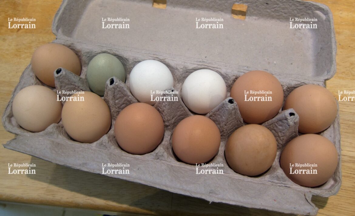 Pourquoi la couleur des œufs change ?