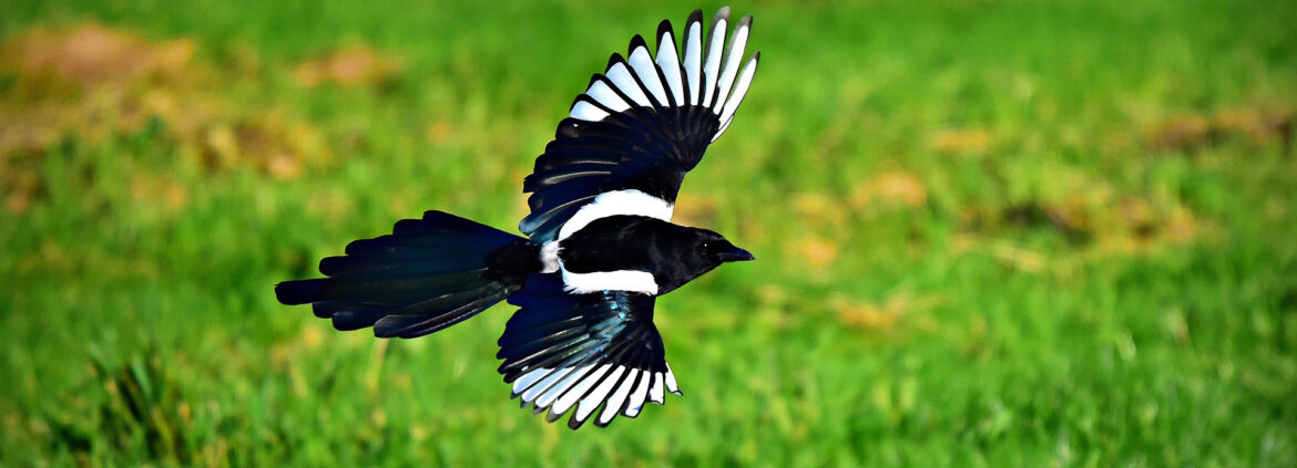 Pourquoi la pie est nuisible ?