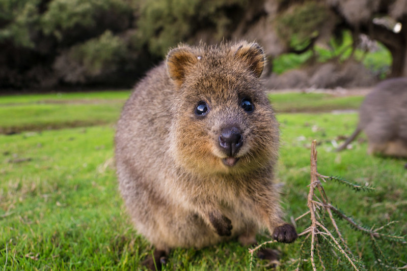 Waarom is de quokka het gelukkigste