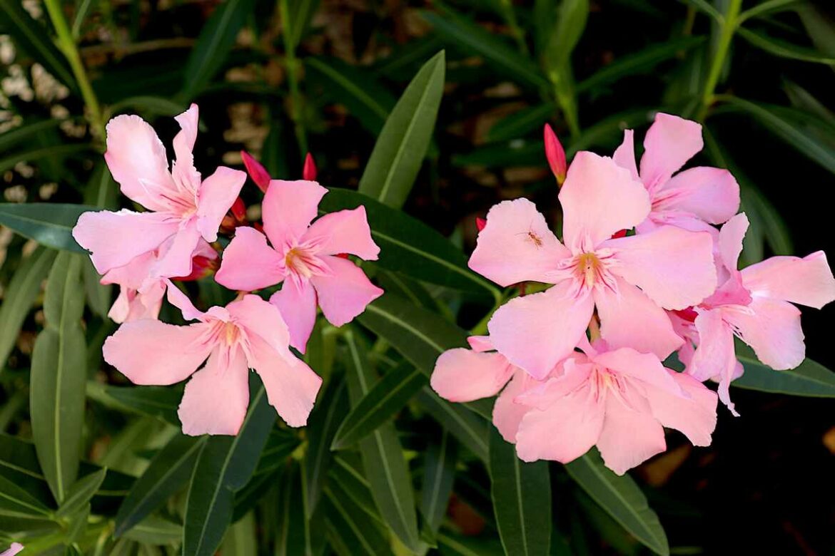 Pourquoi le rhododendron ne fleurit pas ?