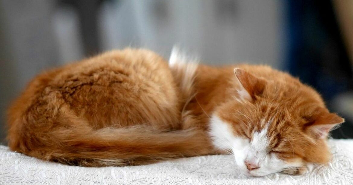 Pourquoi les chats dorment beaucoup en hiver ?