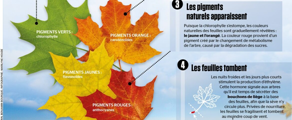 Pourquoi les feuilles du crassula tombent ?