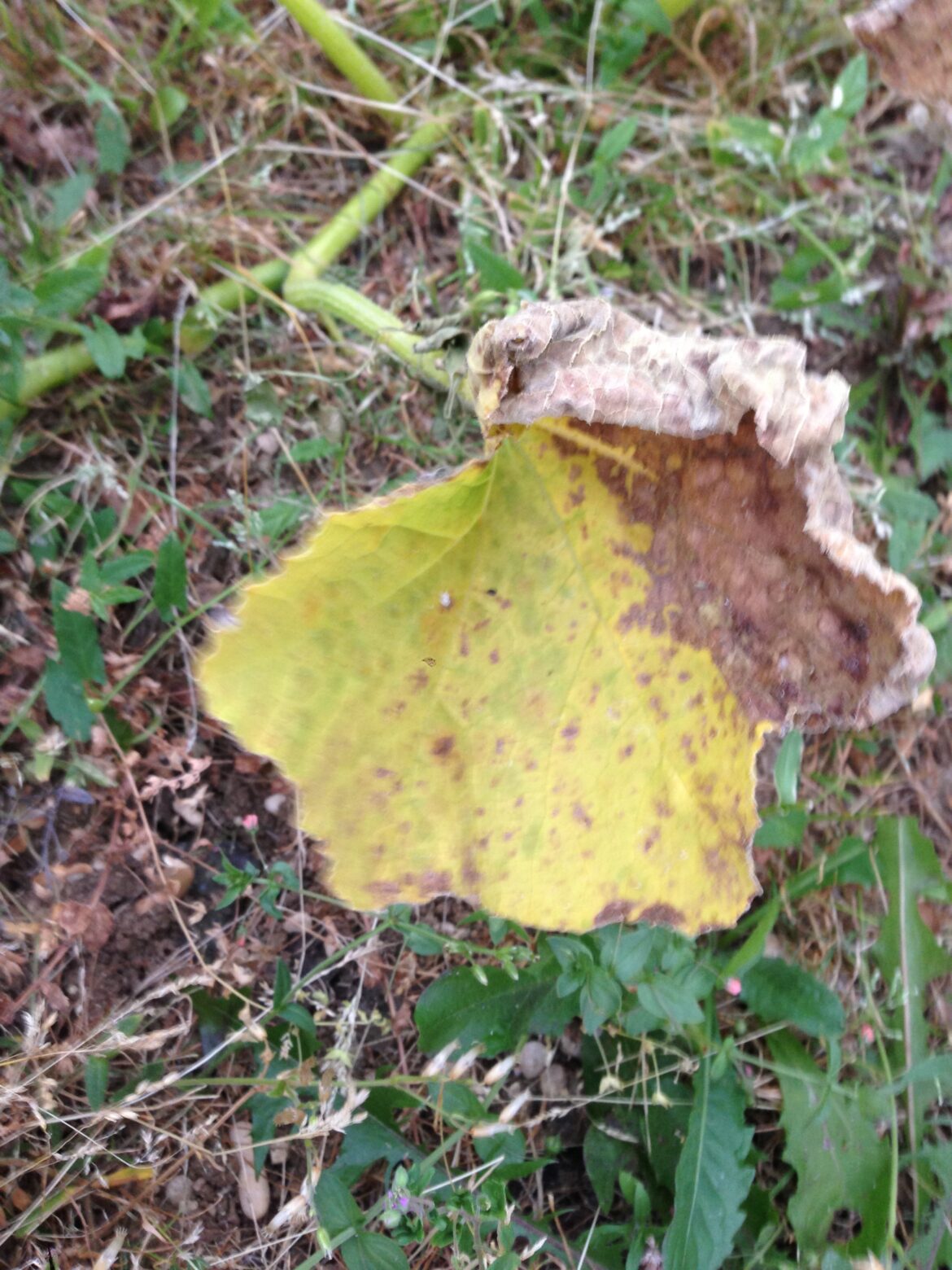 Pourquoi les feuilles du melon jaunissent ?