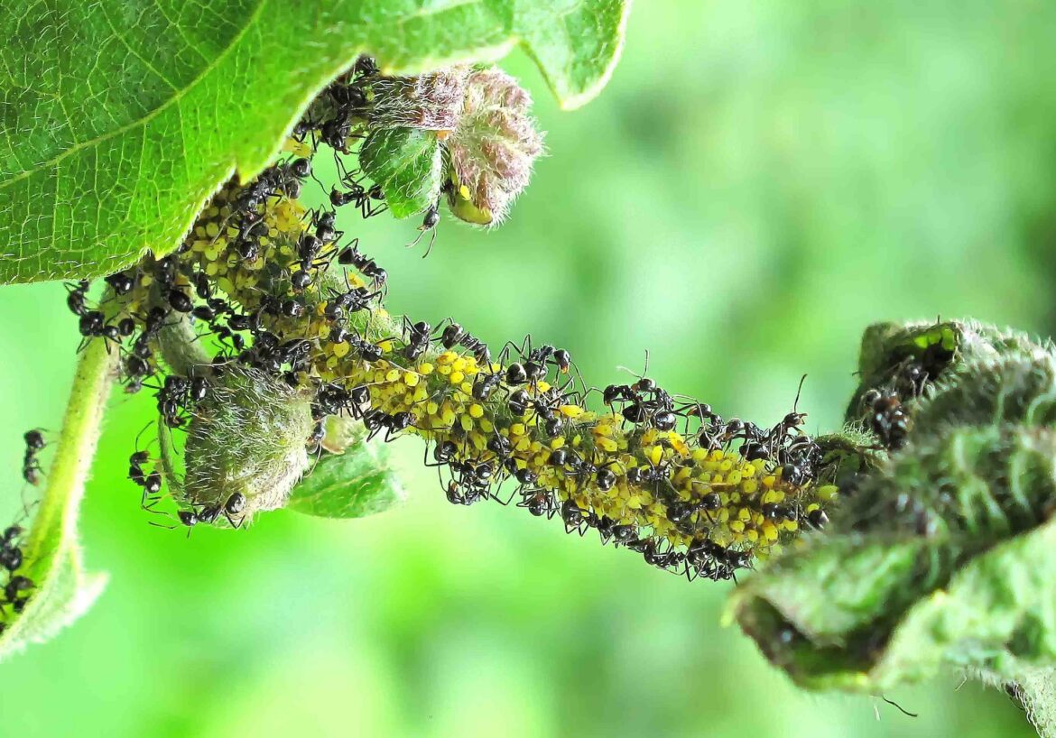 Pourquoi les fourmis me mordent ?