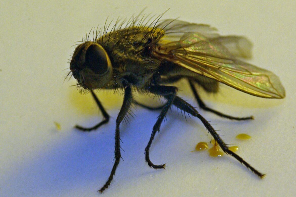 Pourquoi les mouches meurent dans la maison ?
