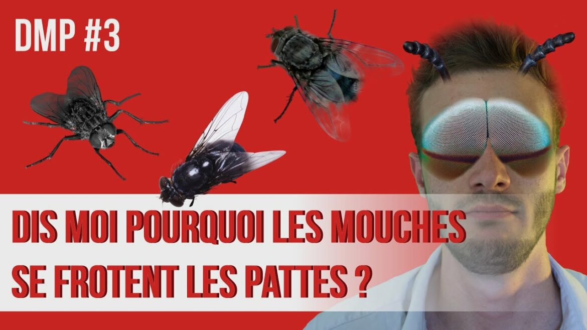 Pourquoi les mouches se posent sur moi ?