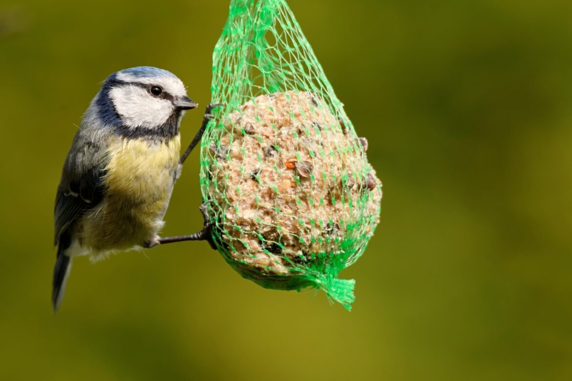 Pourquoi les oiseaux ne viennent plus dans mon jardin ?