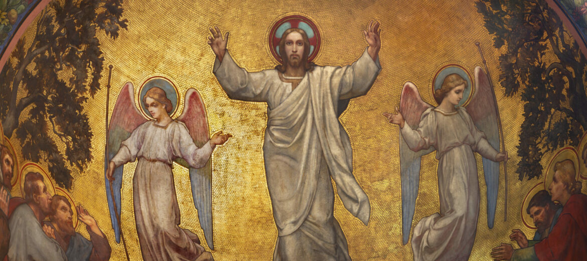 Pourquoi ma joubarbe monté ?