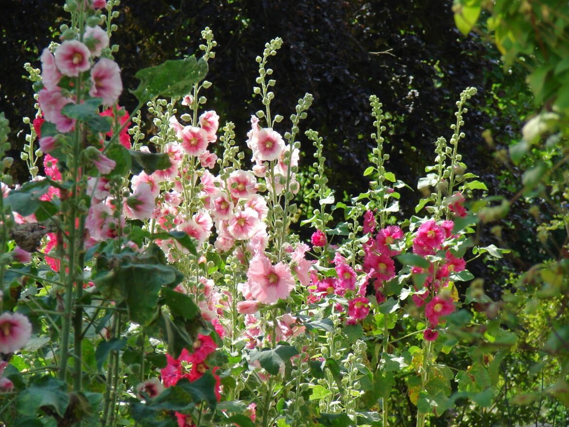 Pourquoi mes roses trémières ne fleurissent pas ?