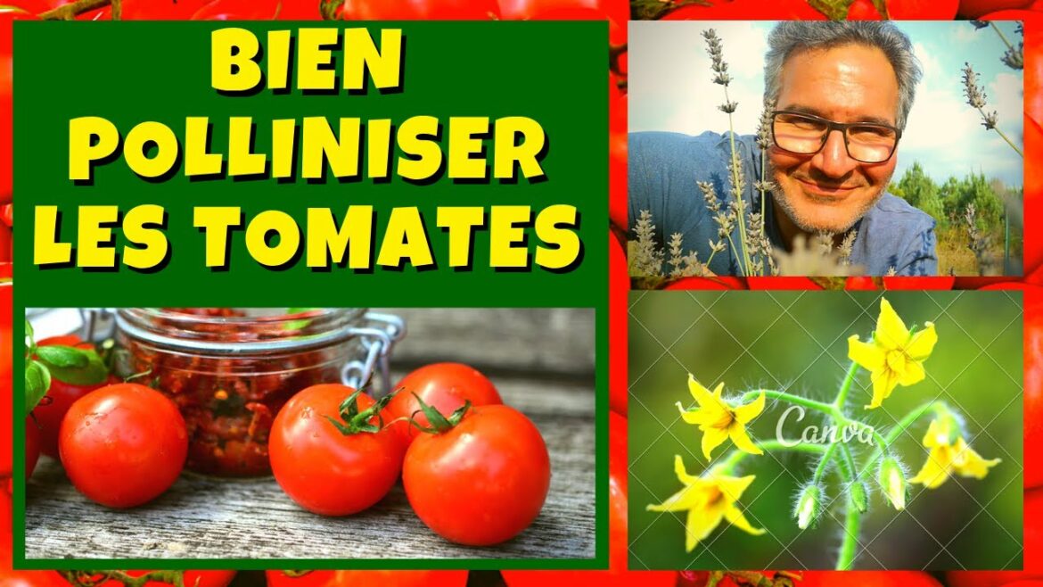 Pourquoi mes tomates ne donnent pas de fruits ?