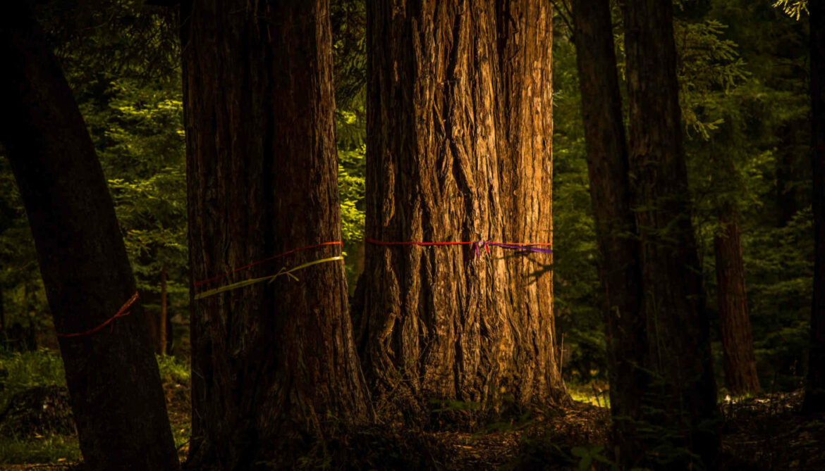 Pourquoi mettre de la cendre au pied des arbres ?