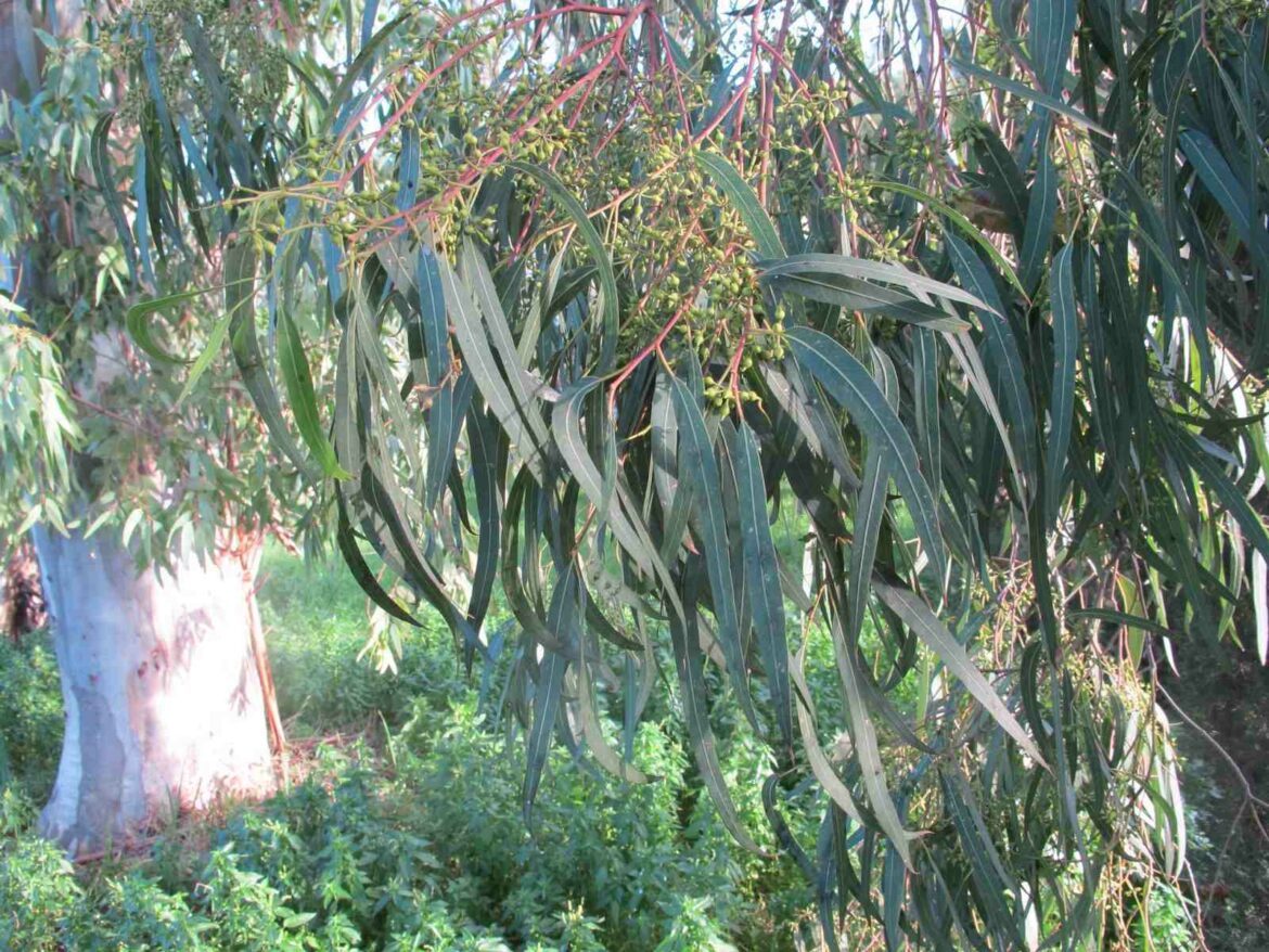 Pourquoi mon citronnier à ses feuilles qui jaunissent ?