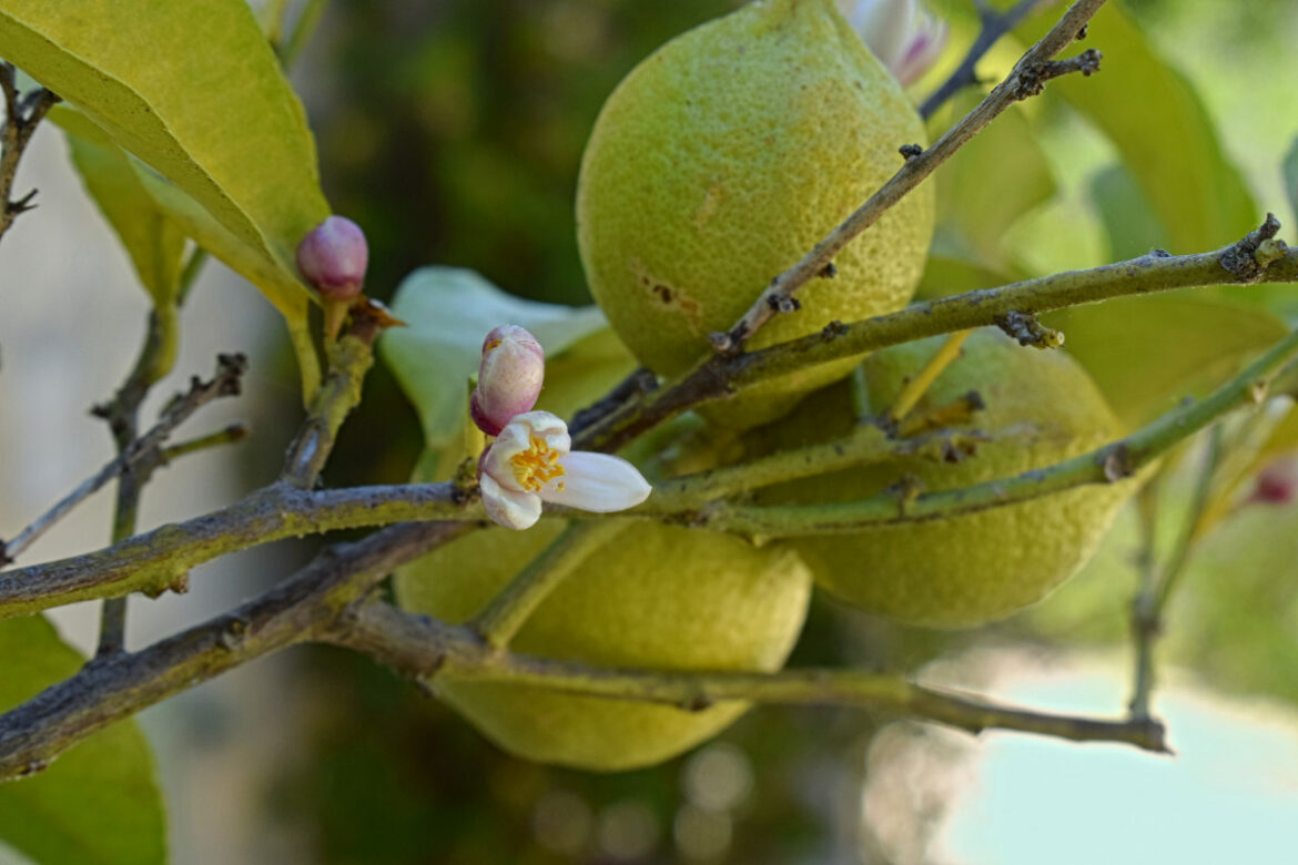 Pourquoi mon citronnier ne donne pas de fleurs ?