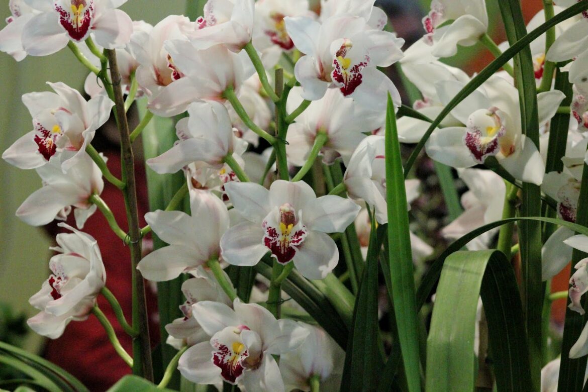 Pourquoi mon orchidée fait beaucoup de racines ?