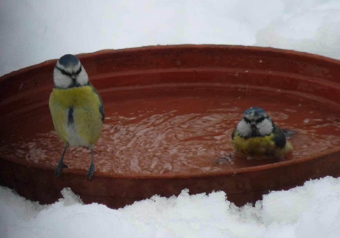 Pourquoi ne Faut-il pas nourrir les oiseaux en été ?