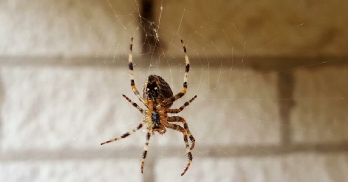 Pourquoi ne pas tuer les cousins ?