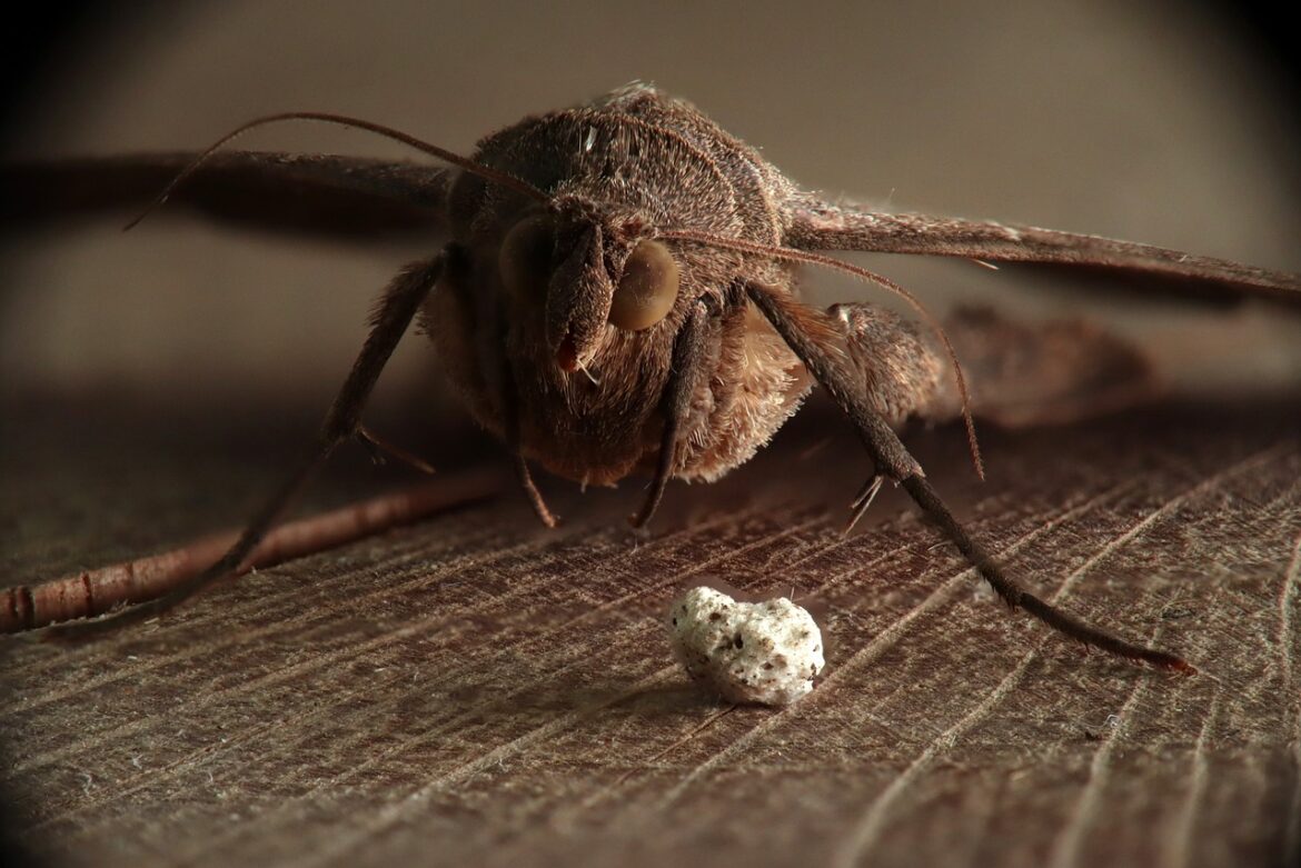 Pourquoi on a des mites ?