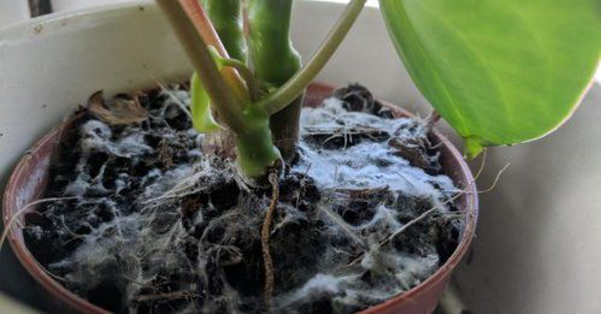 Pourquoi terreau moisi ?