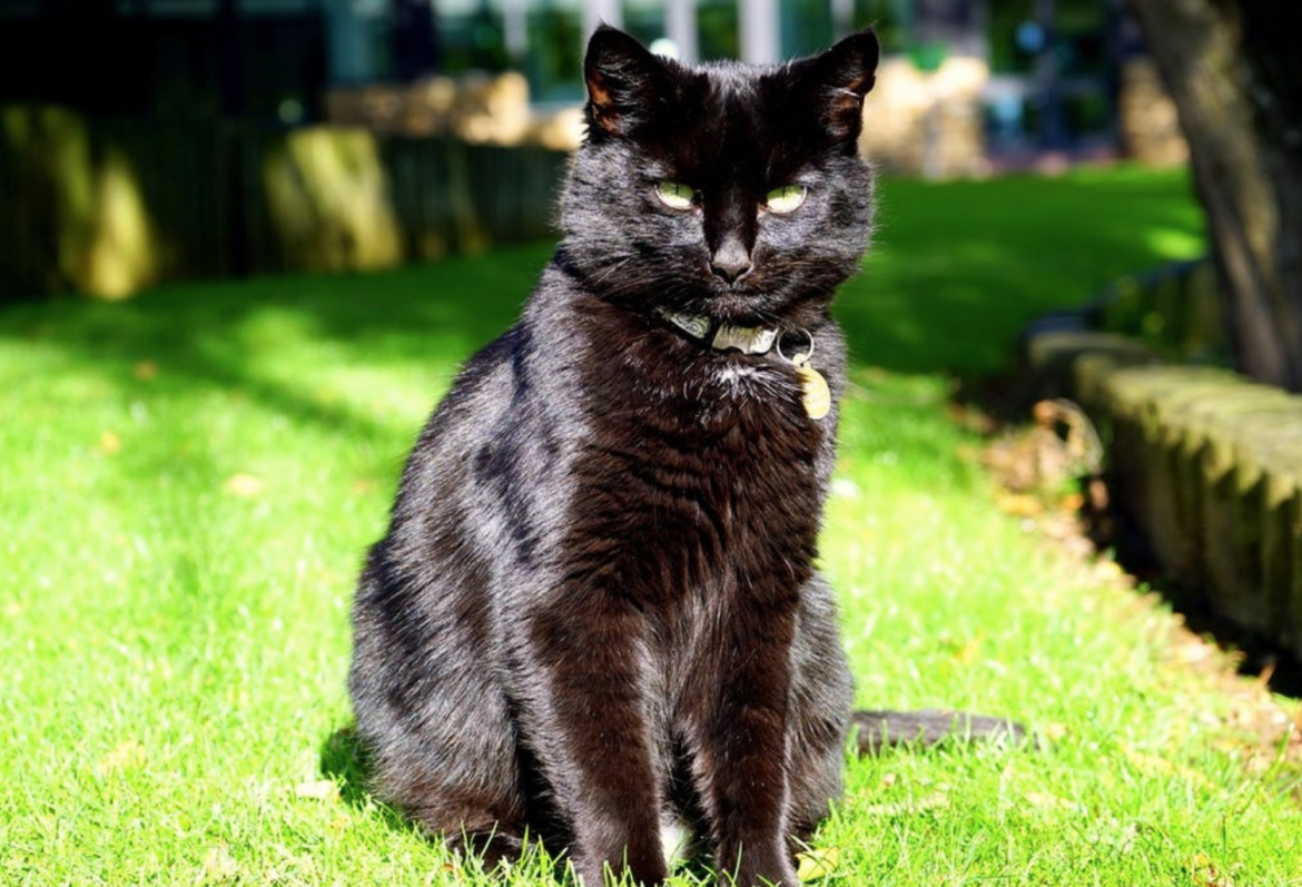 Pourquoi une bouteille d'eau fait fuir les chats ?