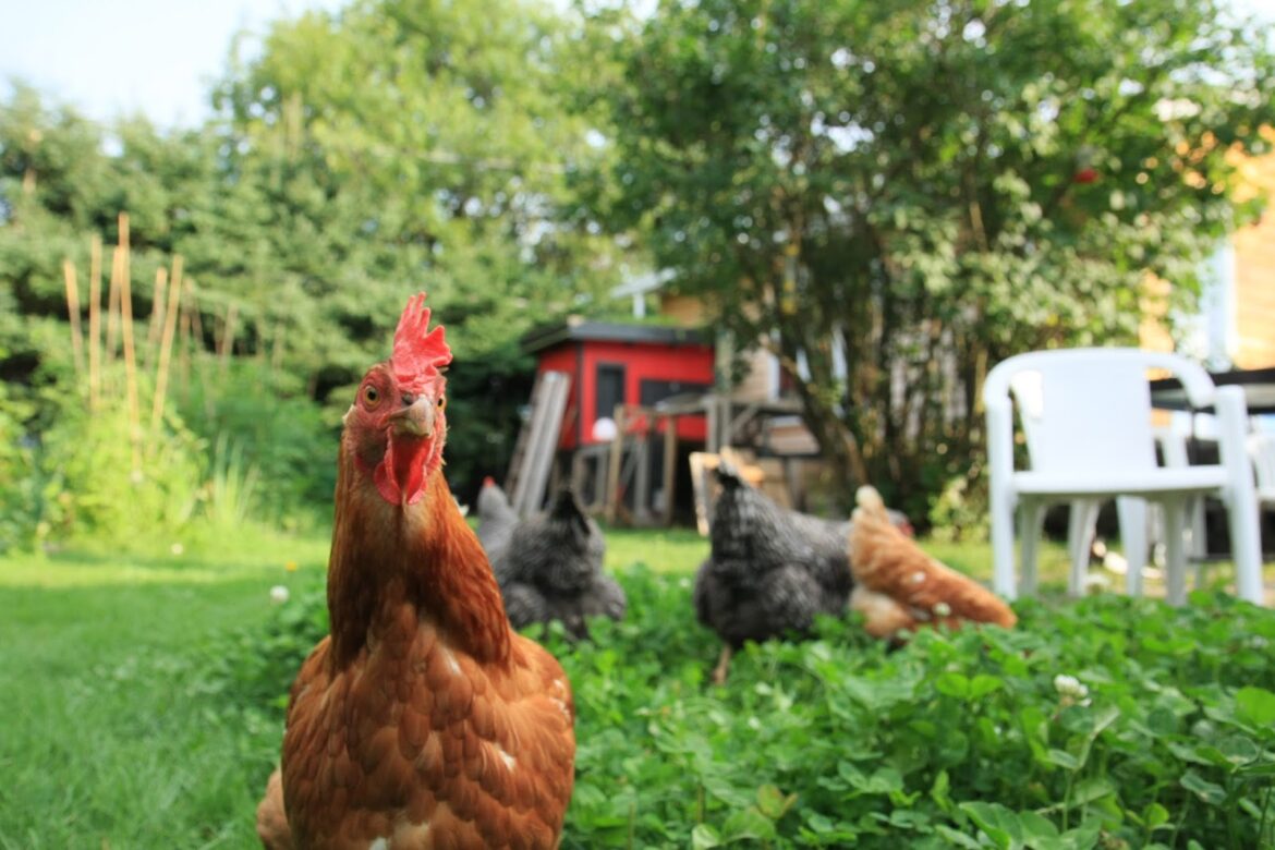 Puis-je mettre des poules dans mon jardin ?