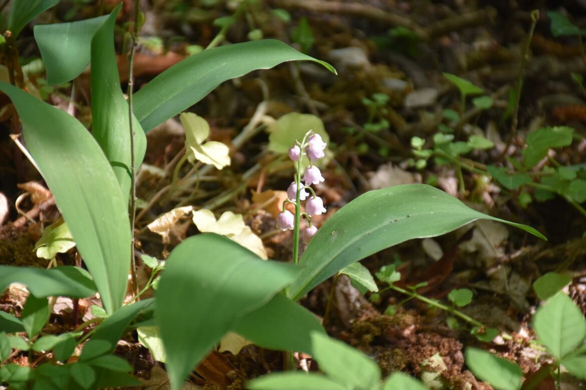 Quand Peut-on acheter du muguet ?