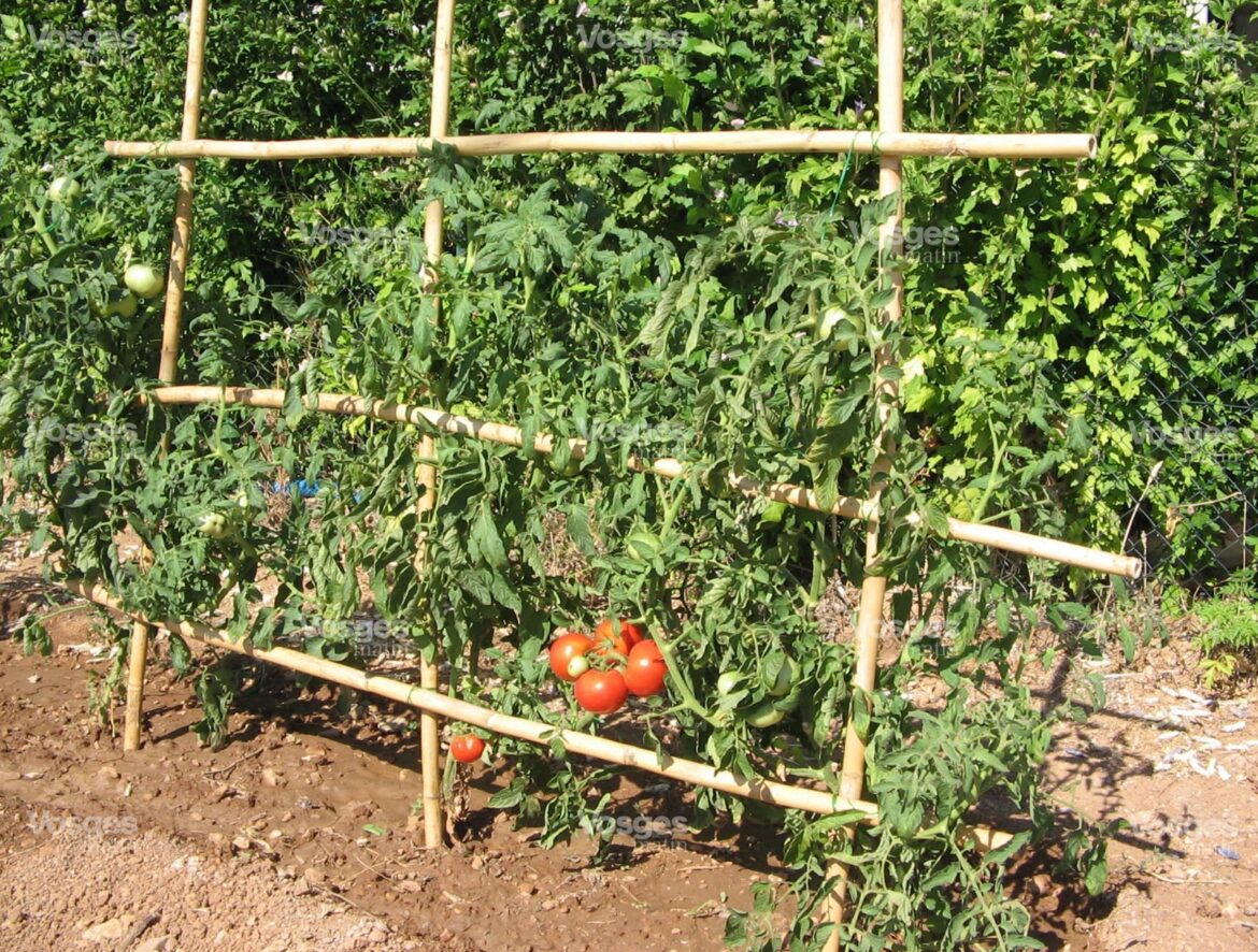 Quand attacher les tomates au tuteur ?