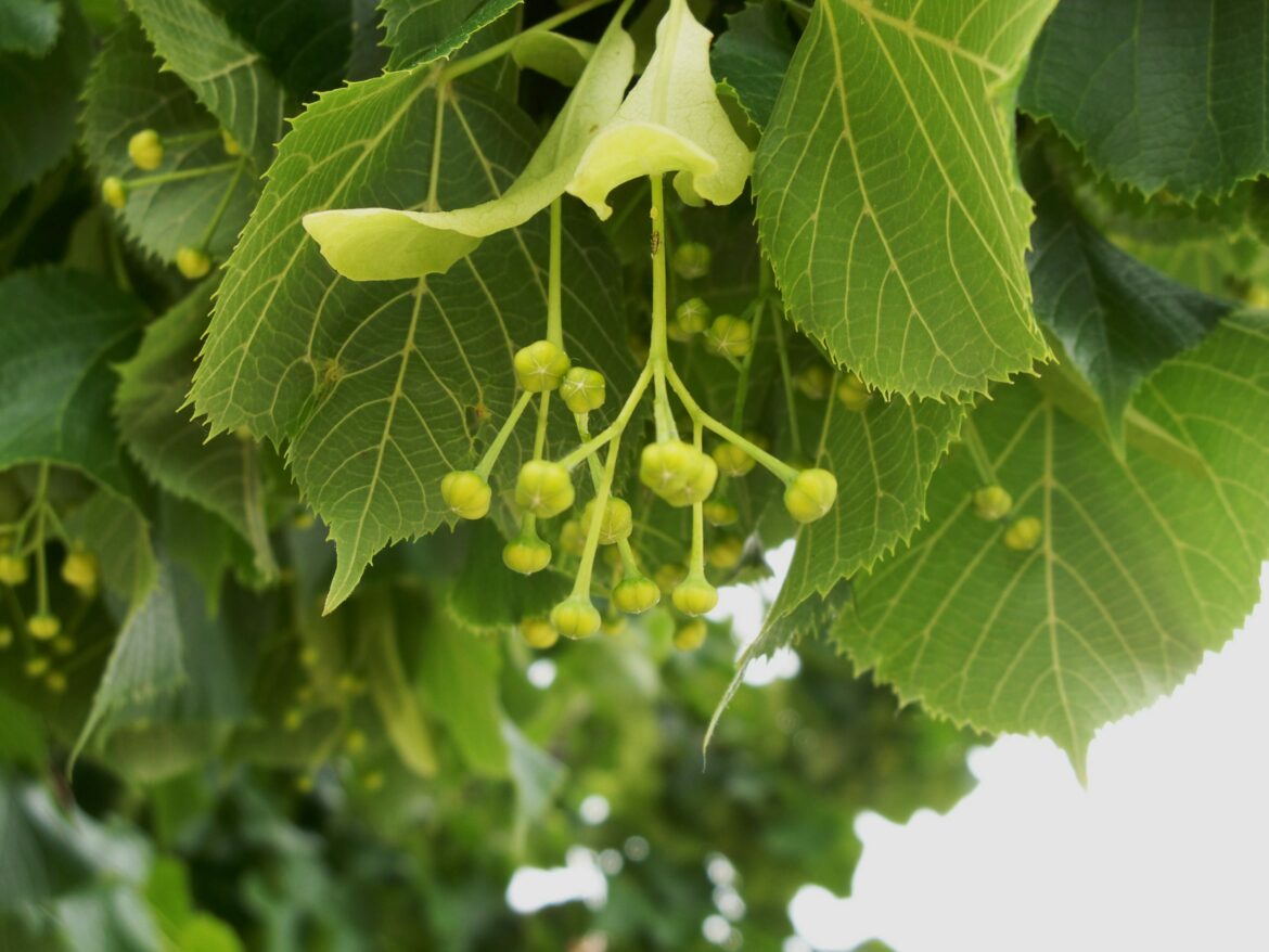Quand boire le tilleul ?