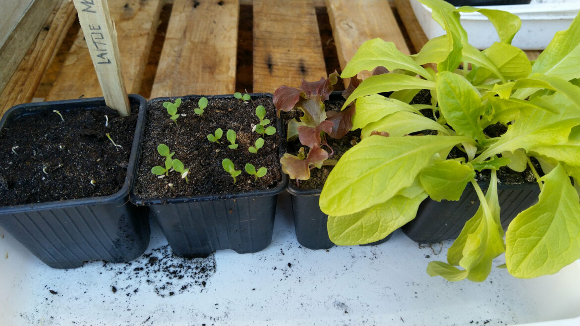 Quand commencer son potager balcon ?