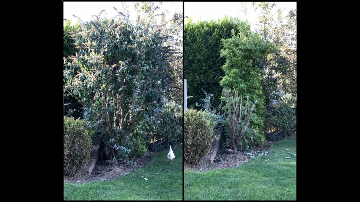 Quand couper les arbres à papillons ?