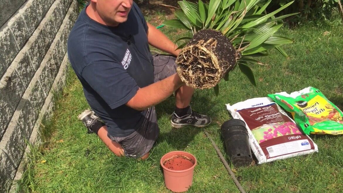 Quand couvrir un palmier ?