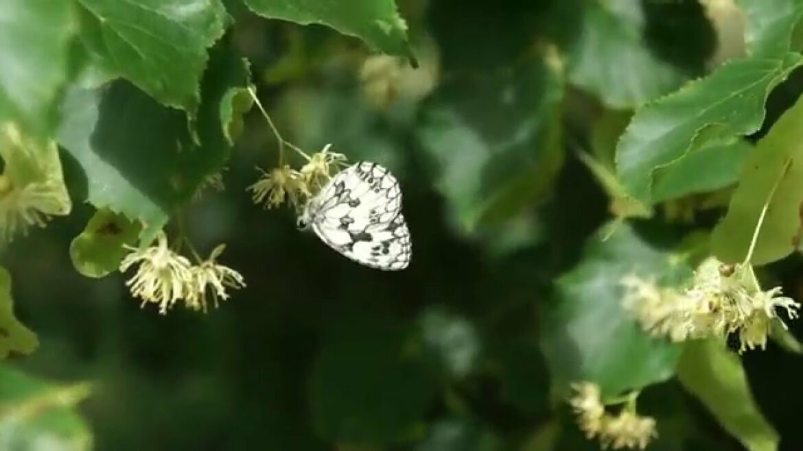 Quand cueillir la fleur du tilleul pour faire des tisanes ?