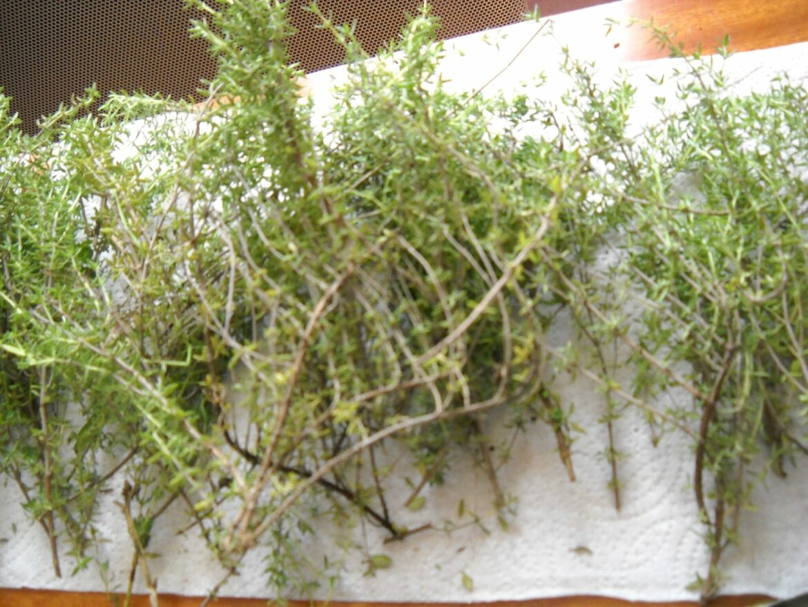 Quand cueillir le thym pour le faire sécher ?