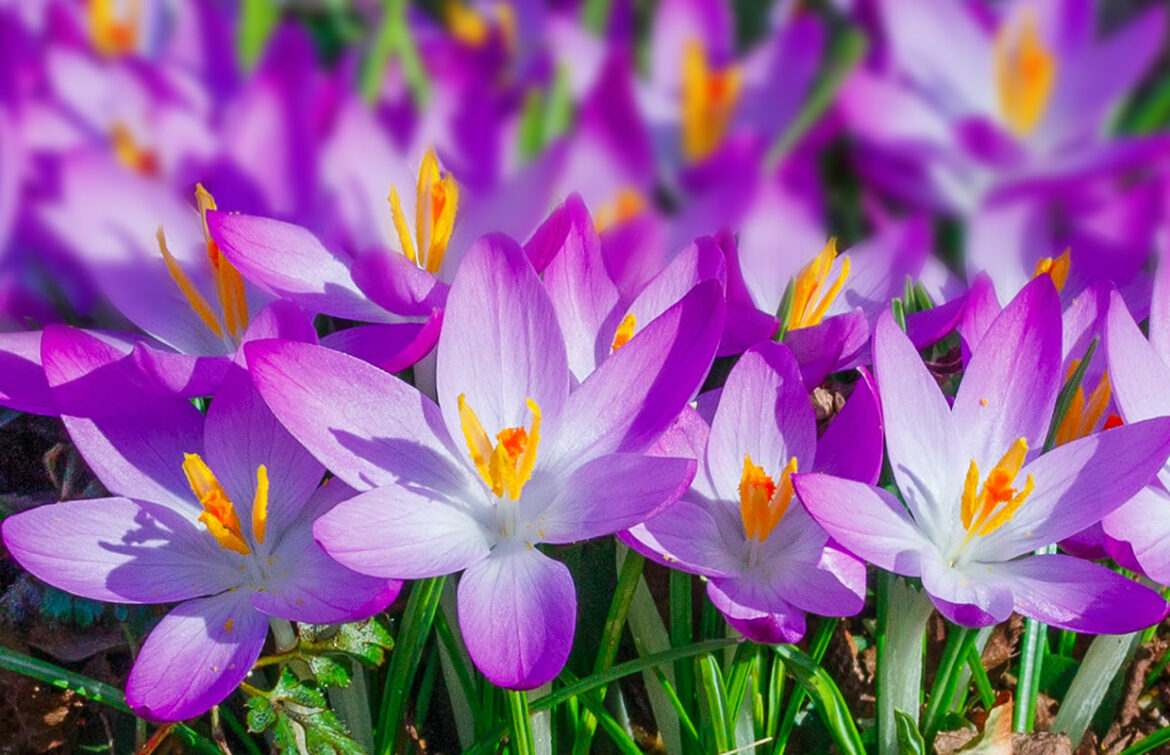 Quand diviser les crocus ?