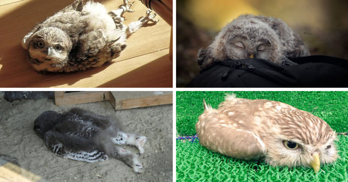 Quand dorment les chouettes ?