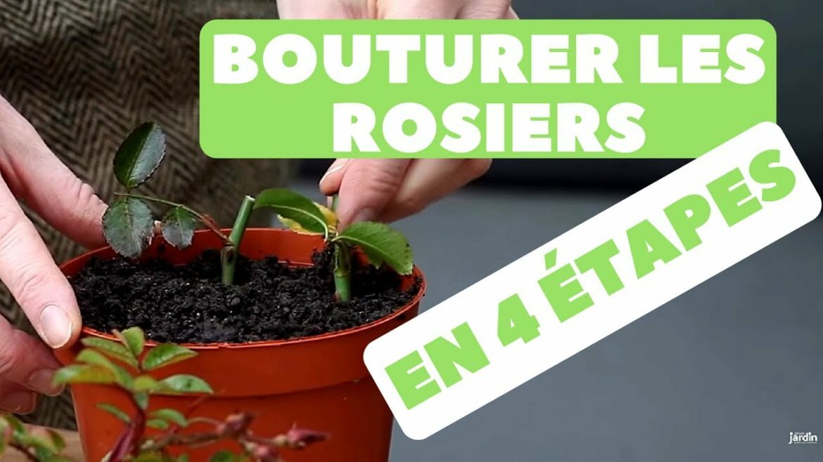 Quand et comment faire les boutures de rosiers ?