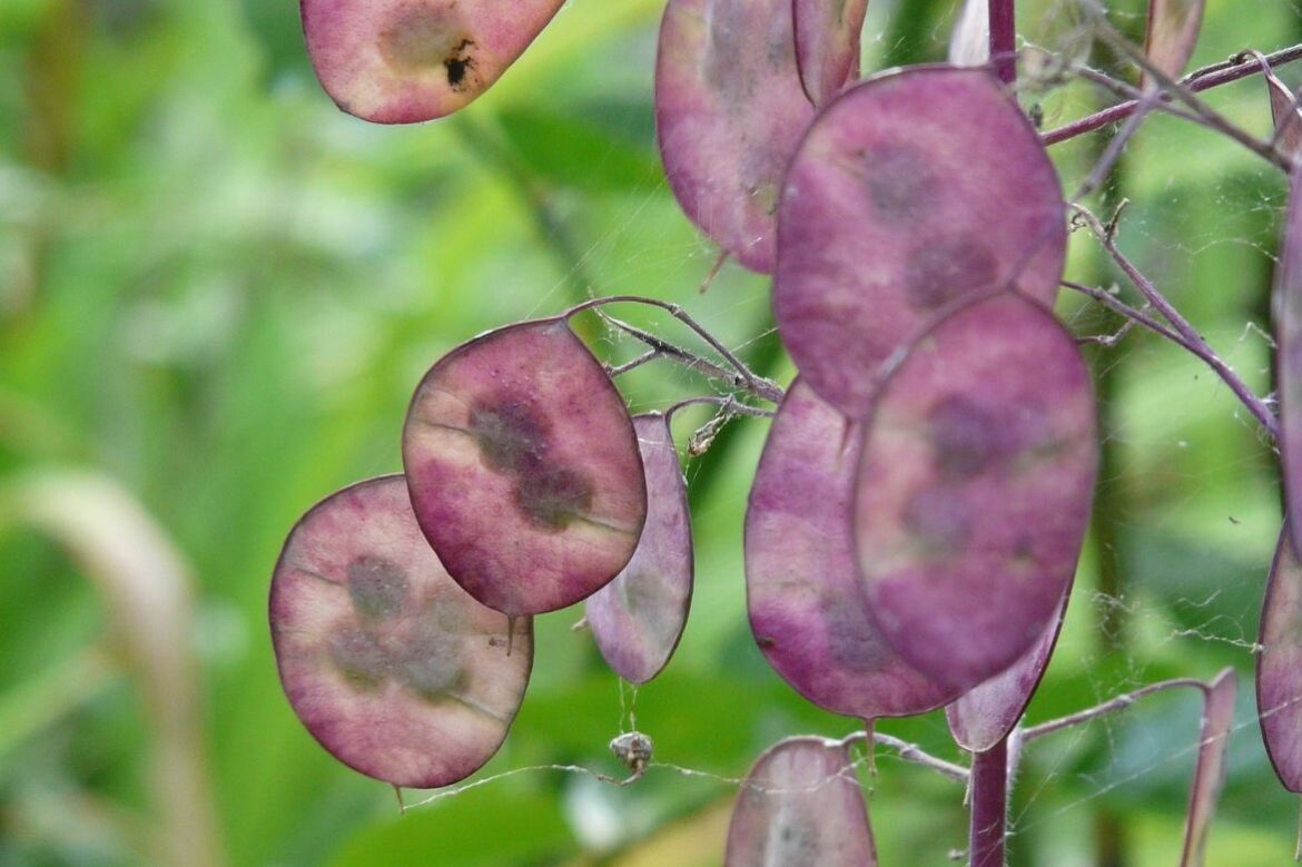 Quand et comment planter la monnaie du pape ?
