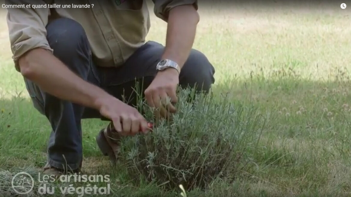 Quand et comment tailler les lavandes ?