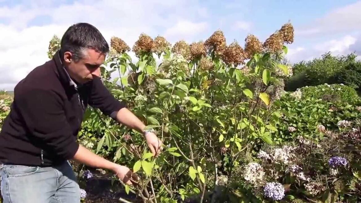 Quand et comment tailler un Hydrangea paniculata ?