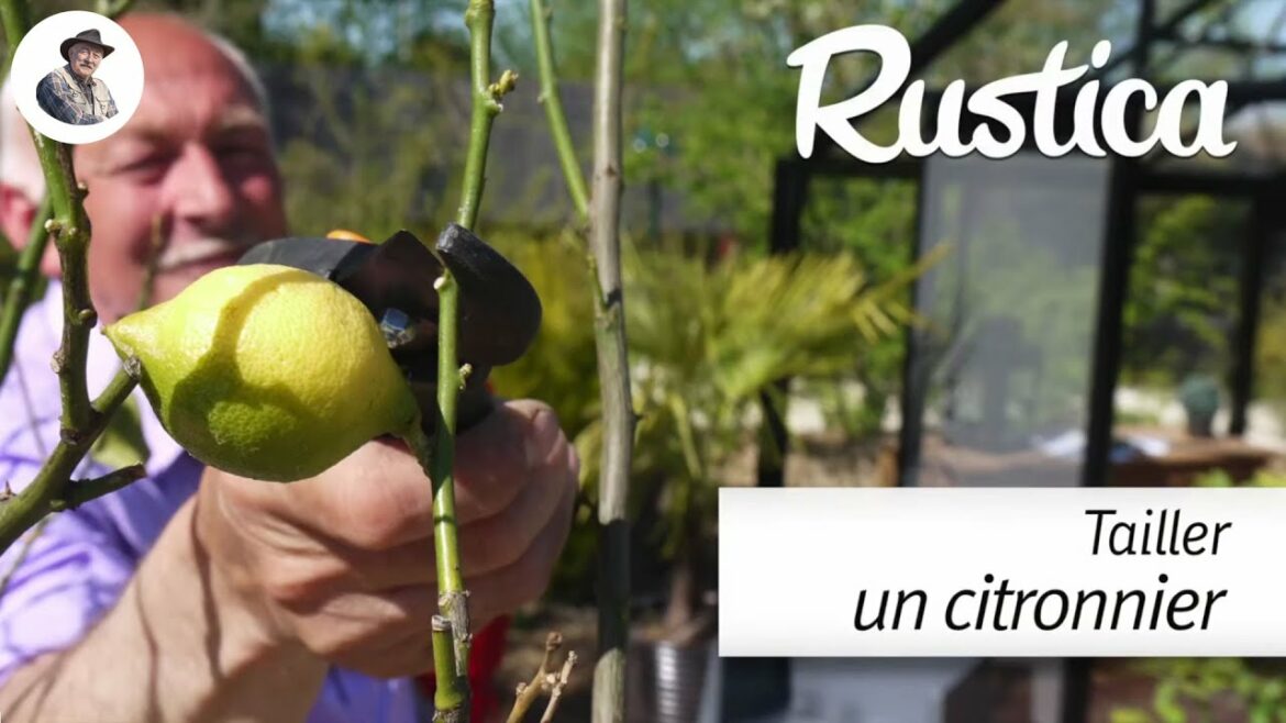 Quand et comment tailler un citronnier en pot ?