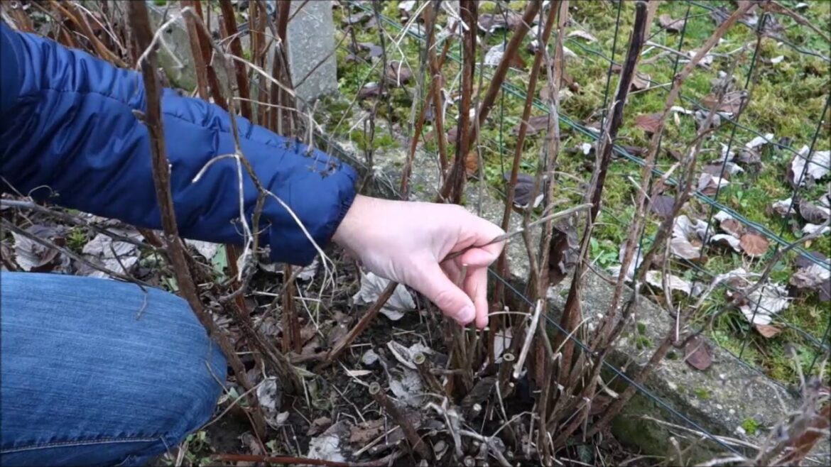 Quand et comment tailler un framboisier non remontant ?