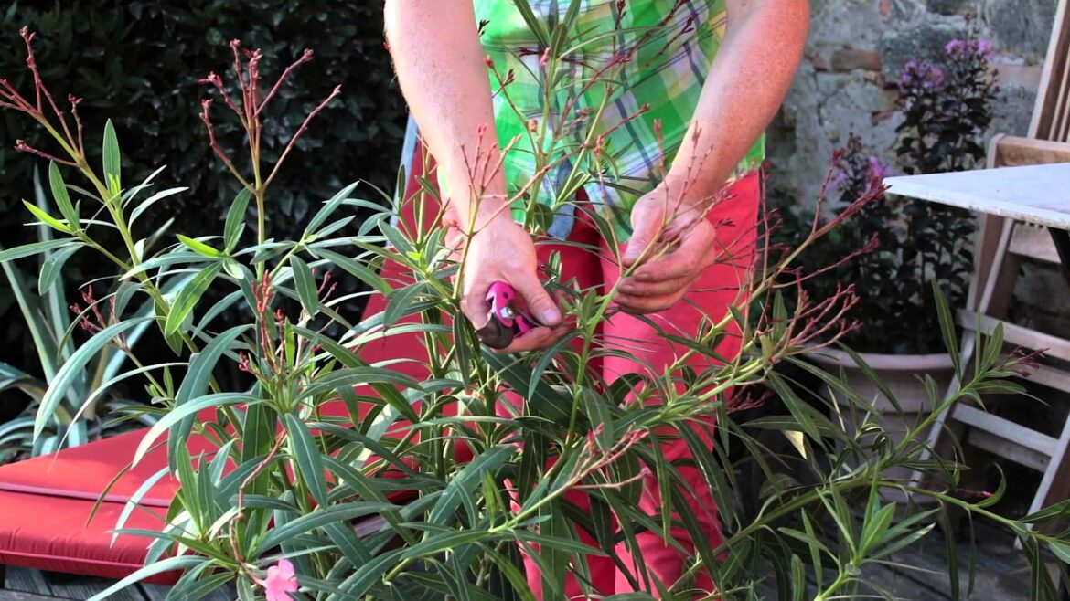 Quand et comment tailler un laurier rose ?