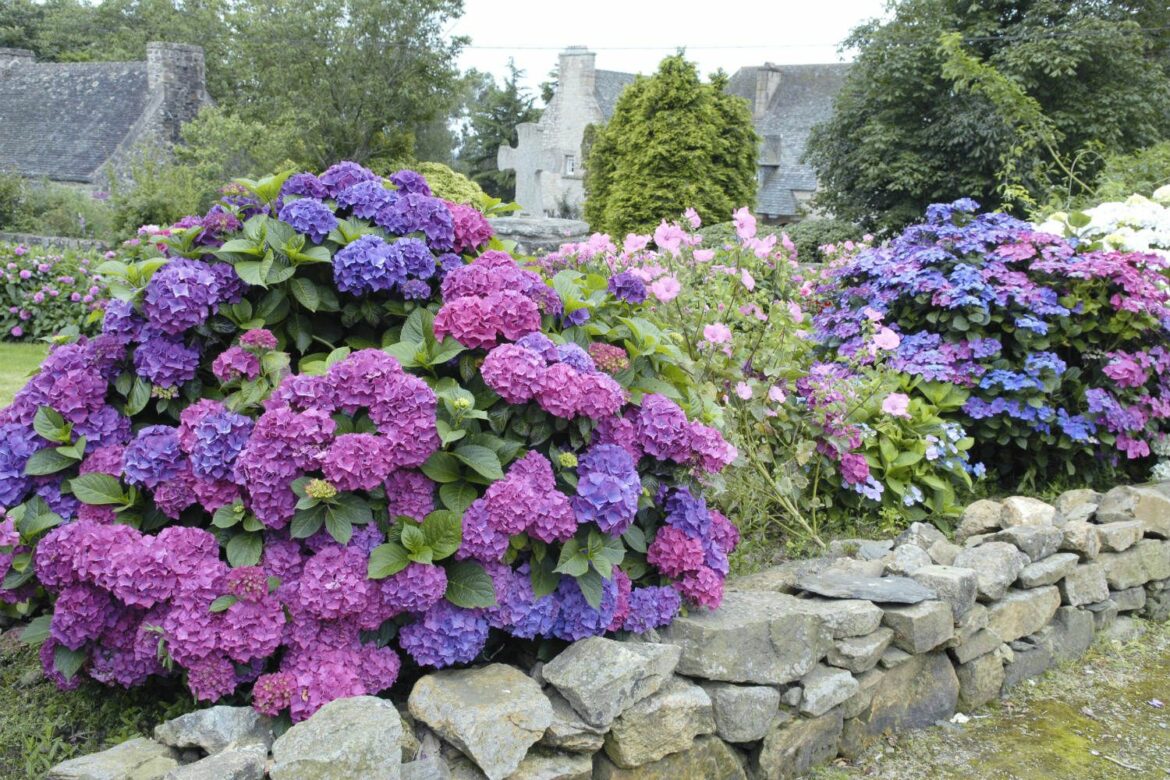 Quand fleurissent les hortensia ?