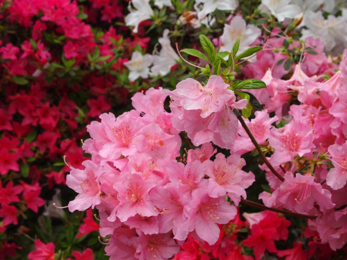 Quand fleurit l'azalée ?