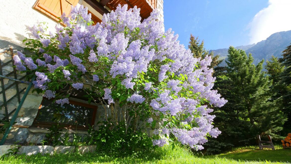 Quand fleurit le poinsettia ?