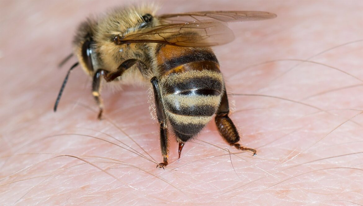Quand les abeilles deviennent agressives ?