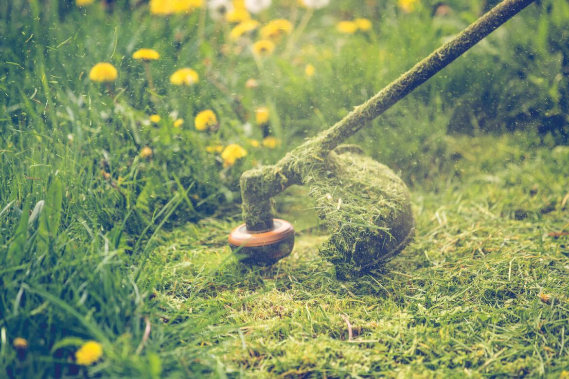 Quand ne pas tondre ?