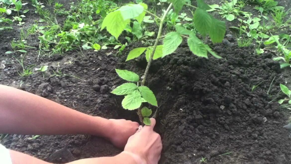 Quand planter des groseilliers et framboisiers ?