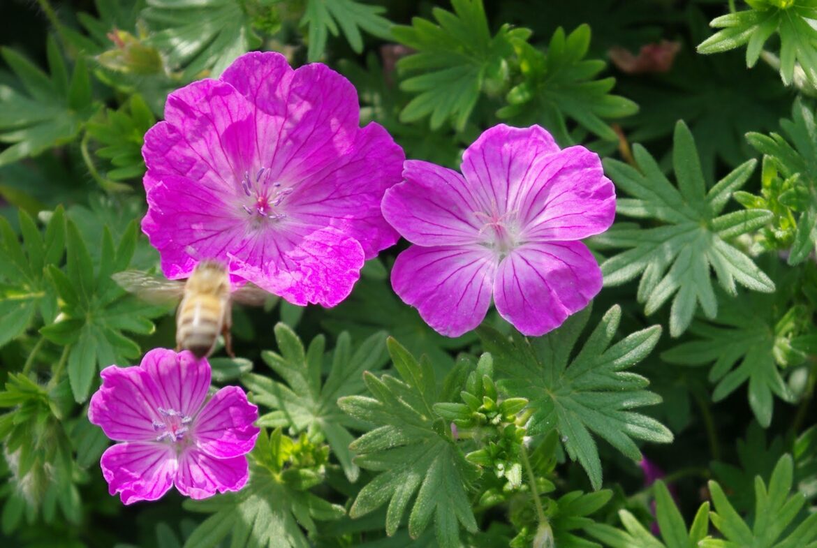 Quand planter géranium sanguineum ?